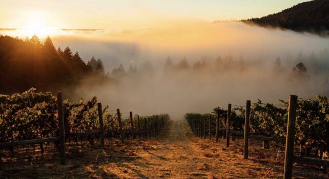 Chanel : Un empire viticole renforcé, une nouvelle acquisition dans la Napa Valley