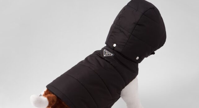 Quand Prada imagine un vestiaire de luxe pour nos animaux