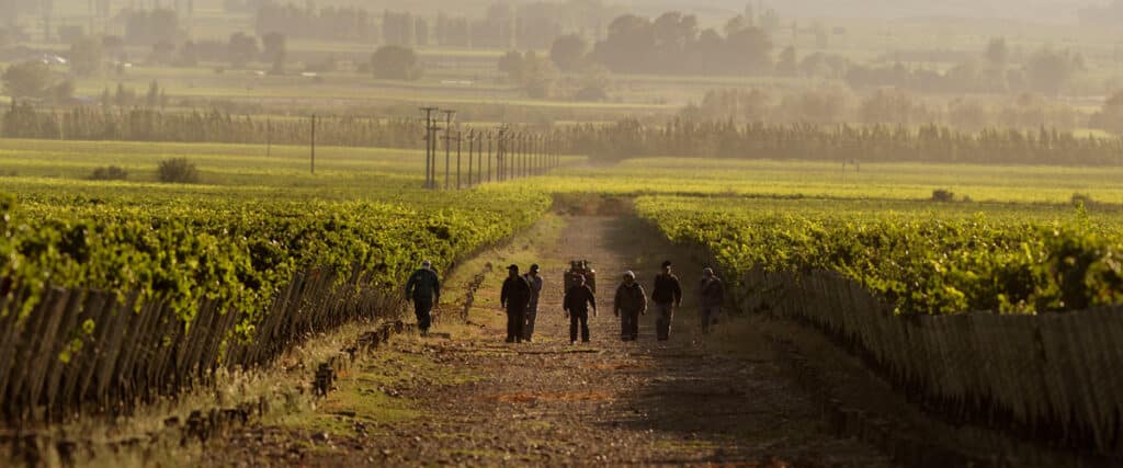 The Wine Society