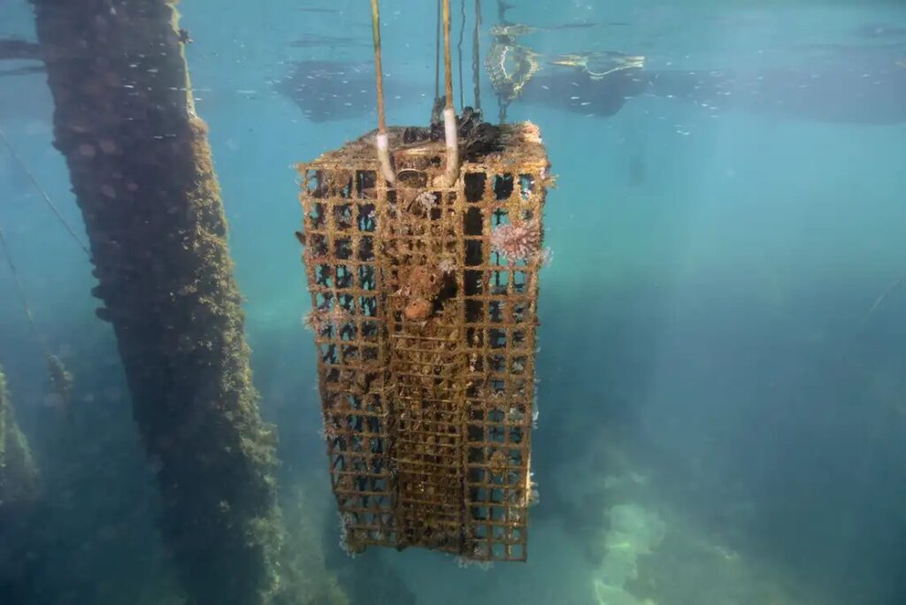 Meilleure initiative RSE : Biohuts Marine Biodiversity Restoration (D-Marin)