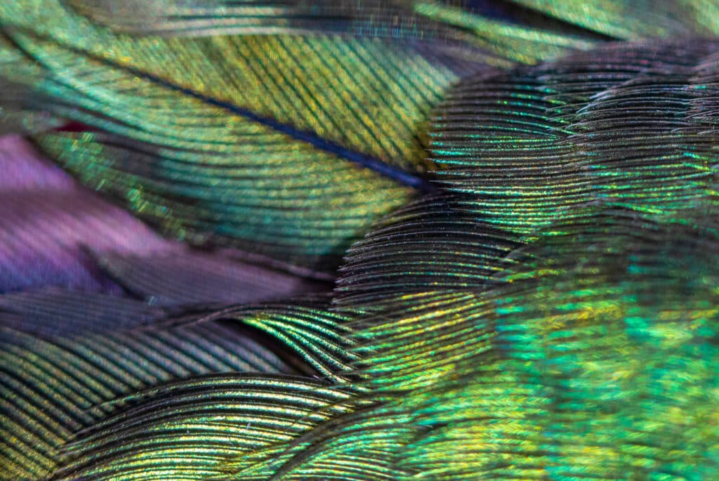 Plumes de colibri irisées aux reflets verts, bleus et violets, source d'inspiration de la marqueterie